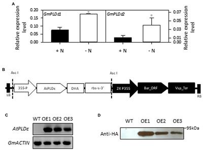 Effects of Phospholipase Dε Overexpression on Soybean Response to Nitrogen and Nodulation